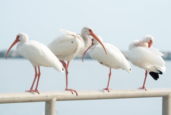 Birds of the Sea, Shoreline, and Waterways 7 Shoreline, and Waterways